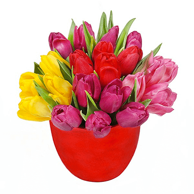 Tulipas Apaixonadas