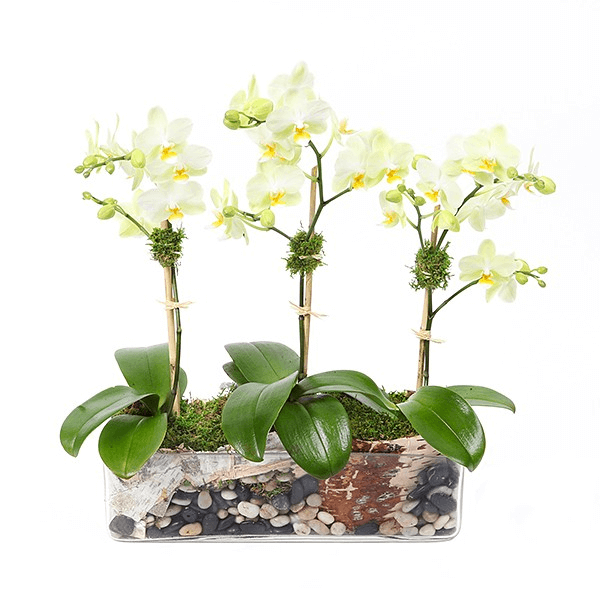 Arranjo com 3 Orquídeas Brancas no Vidro